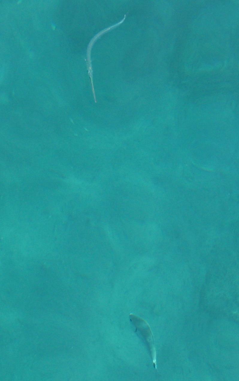 Friday morning 18th September, a Greater pipefish, Syngnathus acus, at an anchorage on Meganisi.