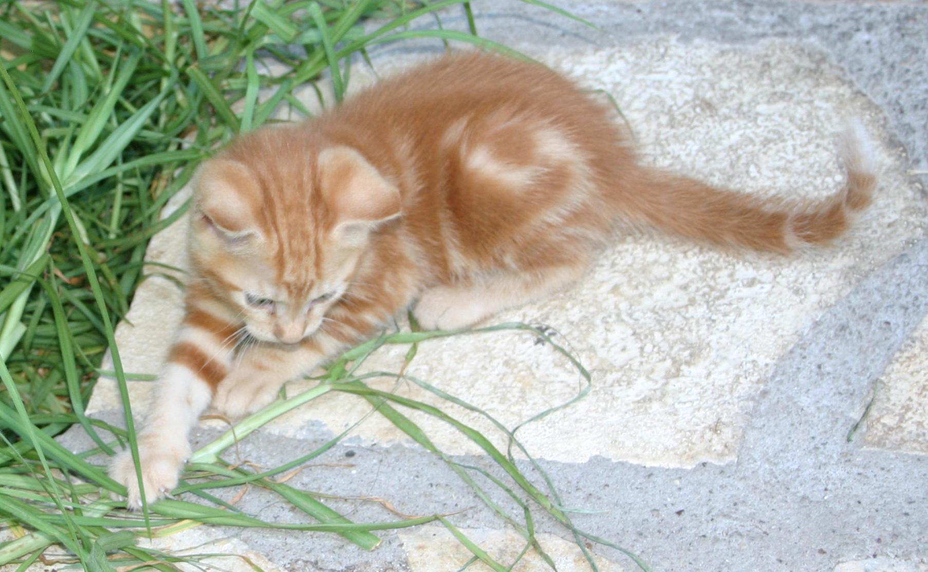 Thursday evening, 17th September, kitten at Vathi, Meganisi.