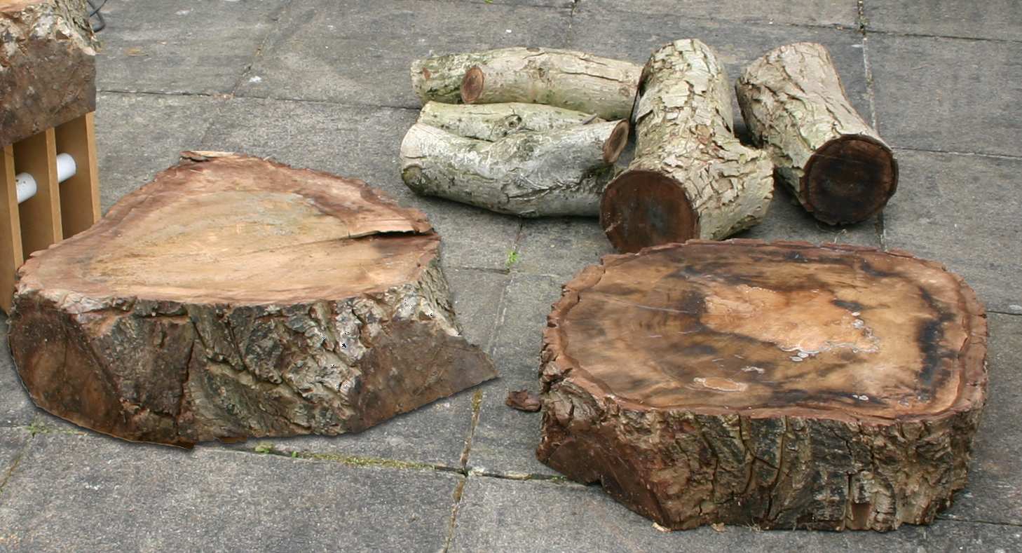 Photograph of English Walnut harvested from a tree felled near Bovingdon, Hertfordshire, UK.