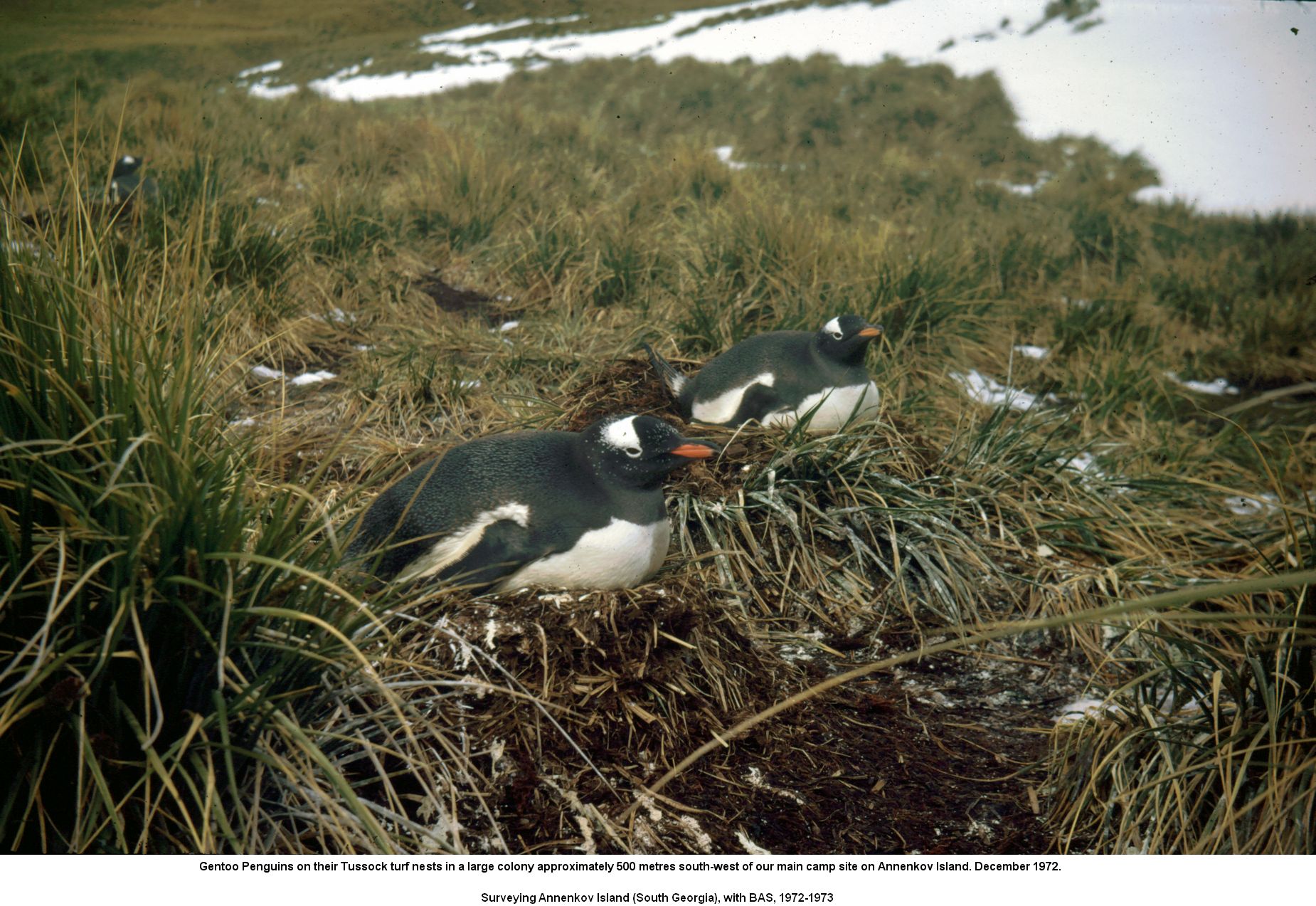 Gentoo Penguins on theirTussock turf nests in a large colony approximately 500 metres south-west of our main camp site on Annenkov Island. December 1972.