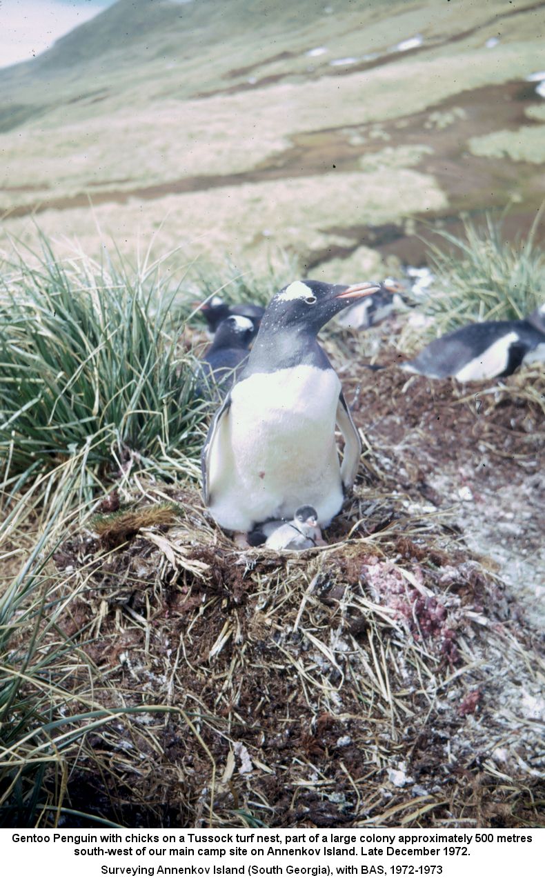 Gentoo Penguin with chicks on a Tussock turf nest, part of a large colony approximately 500 metres
south-west of our main camp site on Annenkov Island. Late December 1972.