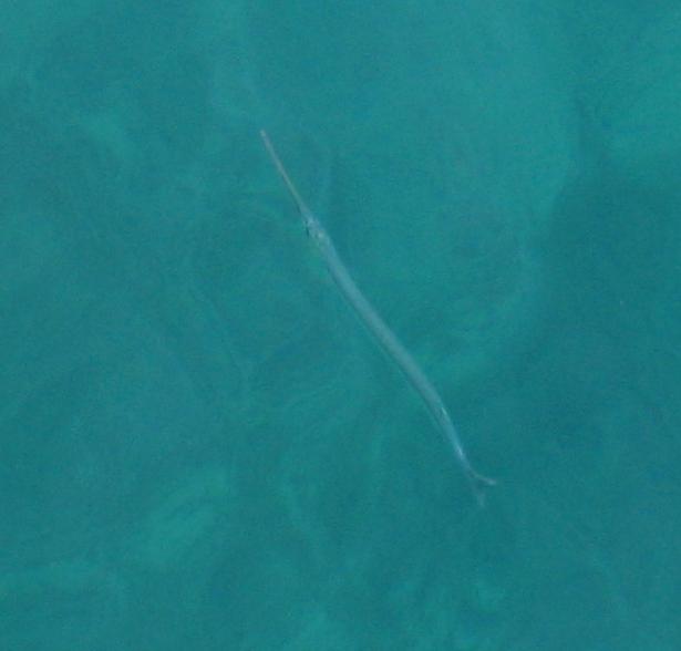 Friday morning 18th September, a Greater pipefish, Syngnathus acus, at an anchorage on Meganisi.