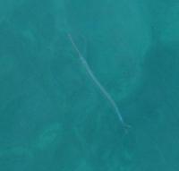 Friday morning 18th September, a Greater pipefish, Syngnathus acus, at an anchorage on Meganisi