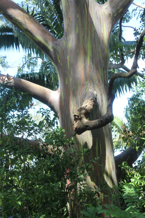Rainbow Eucalyptus tree, Road to Hana tour, Maui.