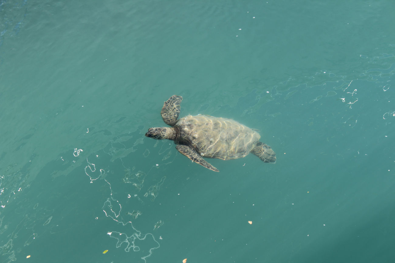 Turtle in the Kewalo Basin Harbor, Honolulu.
