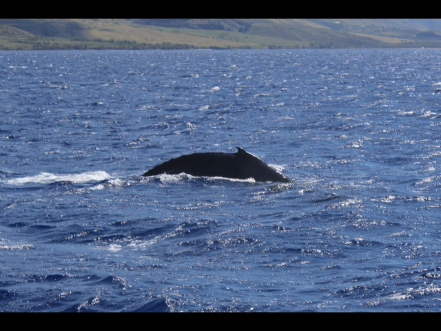 Hump Back Whale watching by boat west of Lahaina, Maui.
