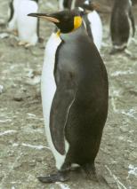 King Penguin on Annenkov Island