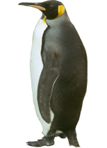 King Penguin on Annenkov Island
