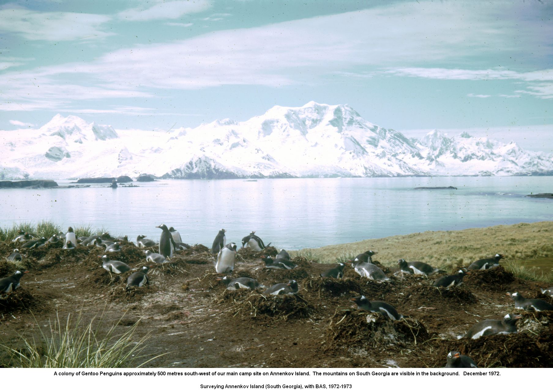 A colony of Gentoo Penguins approximately 500 metres south-west of our main camp site on Annenkov Island.  The mountains on South Georgia are visible in the background.   December 1972.