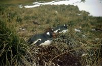 Gentoo Penguins on their Tussock turf nests in a large colony approximately 500 metres south-west of our main camp site on Annenkov Island. December 1972.
