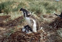 Gentoo Penguin with chicks on a Tussock turf nest, part of a large colony approximately 500 metres south-west of our main camp site on Annenkov Island. January 1973.