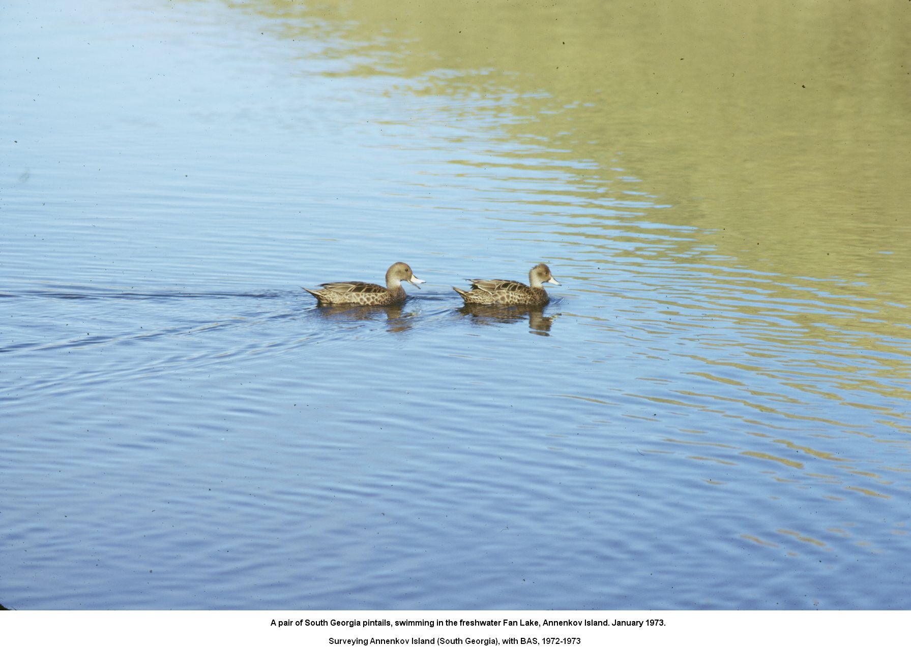 A pair of South Georgia pintails, swimming in the freshwater Fan Lake, Annenkov Island. January 1973.