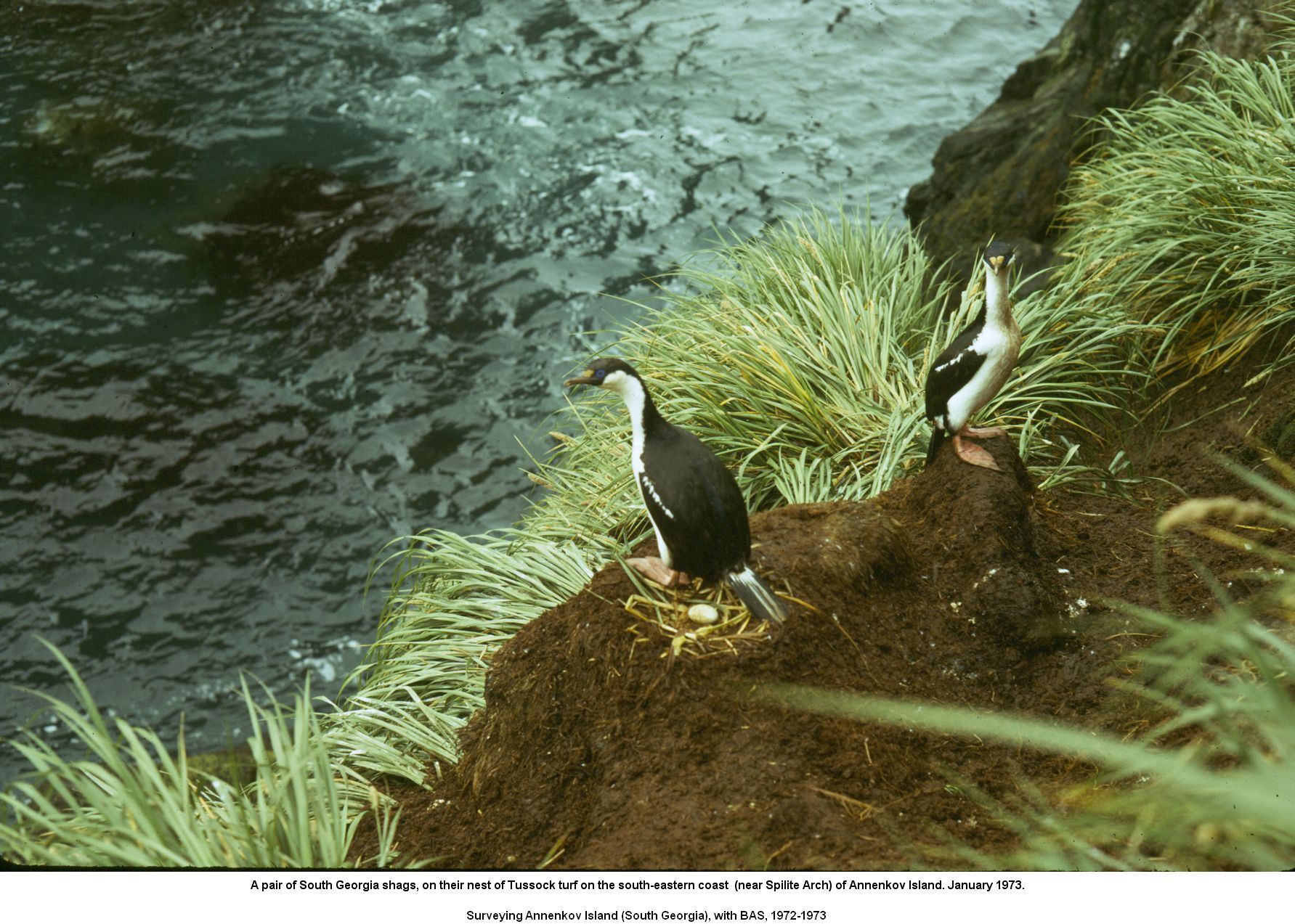 A pair of South Georgia shags, on their nest of Tussock turf on the south-eastern coast (near Spilite Arch) of Annenkov Island. January 1973.