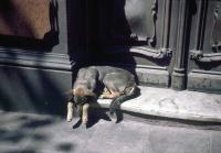 Sleeping dog in a doorway in Montevideo, Uruguay. 27th October 1972.