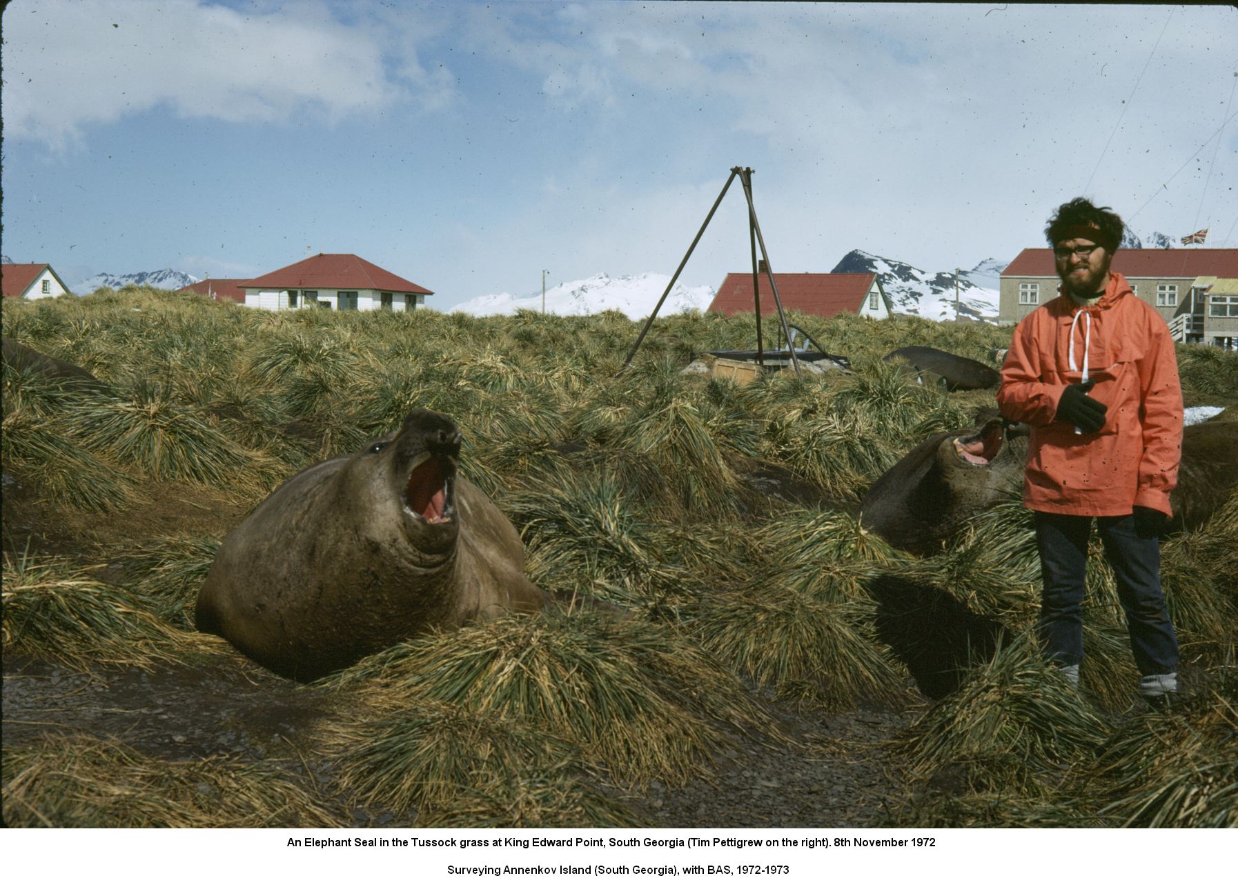 An Elephant Seal in the Tussock grass at King Edward Point, South Georgia (Tim Pettigrew on the right). 8th November 1972.