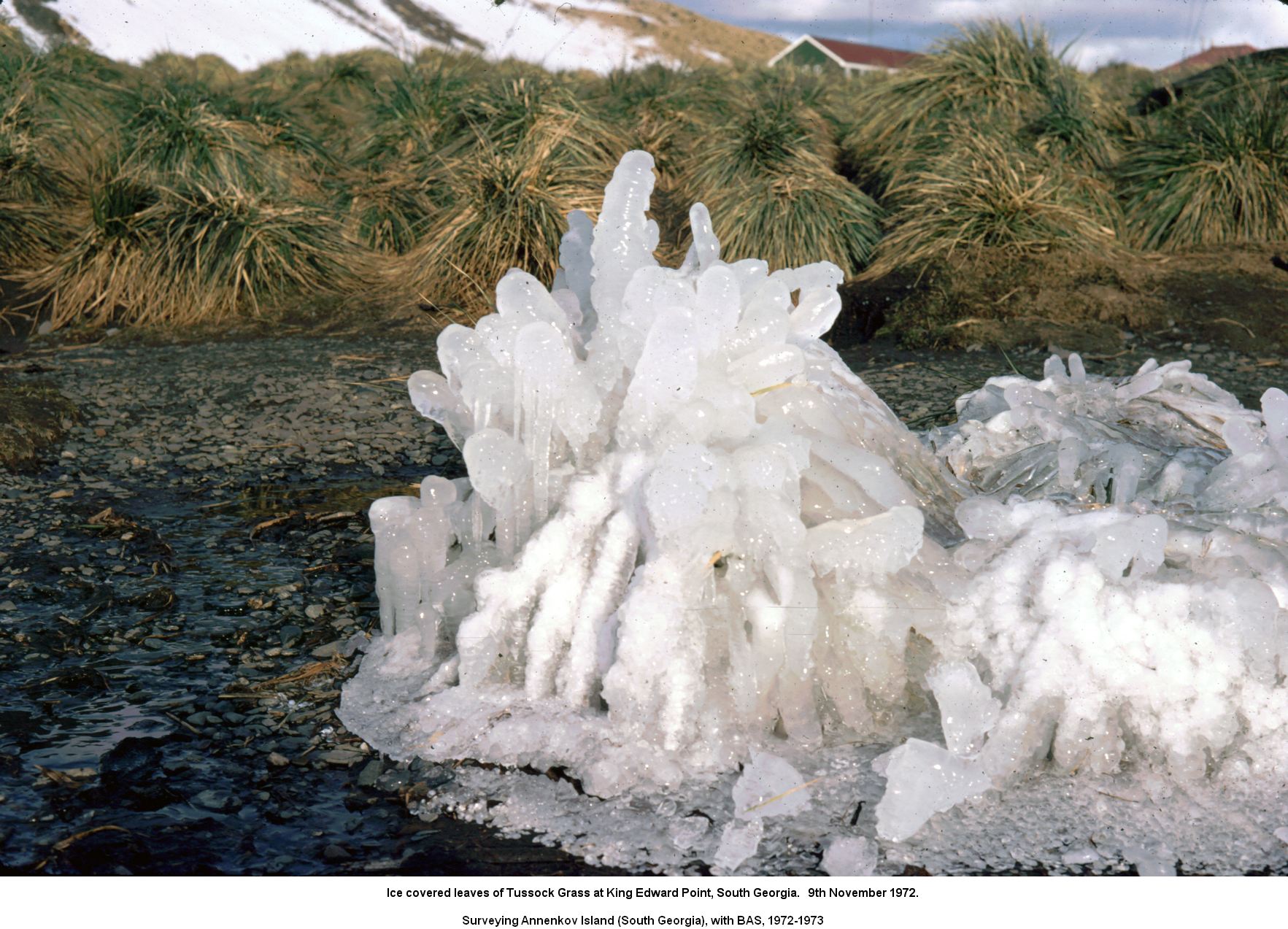 Ice covered leaves of Tussock Grass at King Edward Point, South Georgia.   9th November 1972.