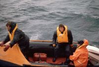 View from the deck of the the John Biscoe of Roger Clayton (centre), in a Gemini landing craft helmed by David Bray, about to be landed on Salisbury Plain (Bay of Isles, South Georgia), on the 11th November 1972.