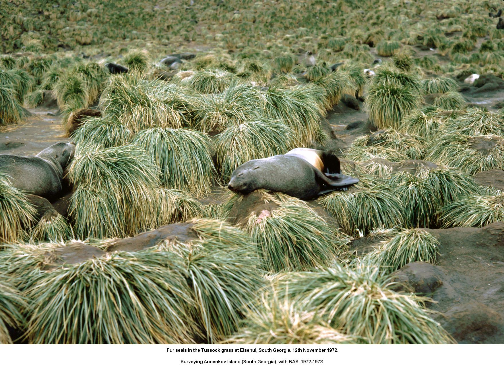 Fur seals in the Tussock grass at Elsehul, South Georgia. 12th November 1972.