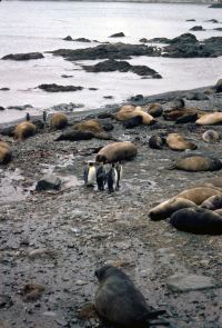 King & Gentoo Penguins, Elephant & Fur Seals on the beach at Elsehul, South Georgia. 12th November 1972.